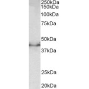 abx431201 (0.5 µg/ml) staining of Mouse fetal Brain lysate (35 µg protein in RIPA buffer). Detected by chemiluminescence.