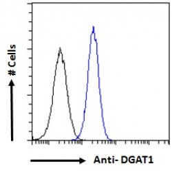 Diacylglycerol O-Acyltransferase 1 (DGAT1) Antibody