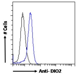 Type II Iodothyronine Deiodinase (DIO2) Antibody