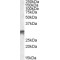 Distal-Less Homeobox 5 (DLX5) Antibody