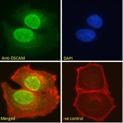 Down Syndrome Cell Adhesion Molecule Homolog (DSCAM) Antibody