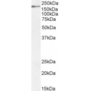 abx431217 (2 µg/ml) staining of HepG2 cell lysate (35 µg protein in RIPA buffer). Detected by chemiluminescence.