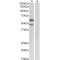 E2F Transcription Factor 3 (E2F3) Antibody