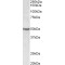 Eukaryotic Translation Elongation Factor 1 Alpha 2 (EEF1A2) Antibody