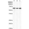 E74-Like Factor 1 (Ets Domain Transcription Factor) (ELF1) Antibody