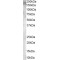 Aminopeptidase A Antibody