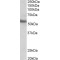 Transcriptional Regulator ERG (ERG) Antibody