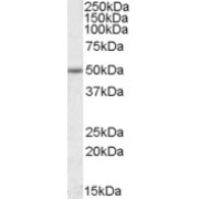 abx431235 (1 µg/ml) staining of Jurkat lysate (35 µg protein in RIPA buffer). Primary incubation was 1 hour. Detected by chemiluminescence.