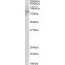 Enhancer of Zeste Homolog 1 (EZH1) Antibody