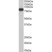 abx431242 (0.3 µg/ml) staining of Jurkat cell lysate (35 µg protein in RIPA buffer). Detected by chemiluminescence.