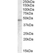 abx431243 (0.1 µg/ml) staining of A431 cell lysate (35 µg protein in RIPA buffer). Primary incubation was 1 hour. Detected by chemiluminescence.