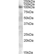 abx431252 (0.3 µg/ml) staining of A549 lysate (35 µg protein in RIPA buffer). Primary incubation was 1 hour. Detected by chemiluminescence.