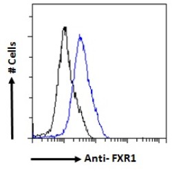 Fragile X Mental Retardation, Autosomal Homolog 1 (FXR1) Antibody