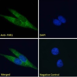 Fragile X Mental Retardation, Autosomal Homolog 1 (FXR1) Antibody