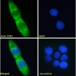 Fragile X Mental Retardation, Autosomal Homolog 1 (FXR1) Antibody