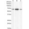 GAD1 (Isoform GAD67) Antibody