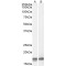 Galanin (GAL) Antibody