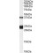 Galanin Receptor Type 1 (GALR1) Antibody