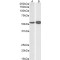 Gliomedin (GLDH) Antibody