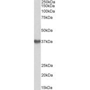 abx431293 (1 µg/ml) staining of Human Placenta lysate (35 µg protein in RIPA buffer). Primary incubation was 1 hour. Detected by chemiluminescence.