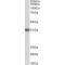 Guanine Nucleotide-Binding Protein Subunit Alpha-12 (GNA12) Antibody