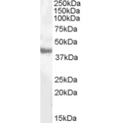 abx431297 (0.5 µg/ml) staining of Human Liver lysate (35 µg protein in RIPA buffer). Primary incubation was 1 hour. Detected by chemiluminescence.