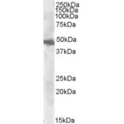 abx431299 (0.3 µg/ml) staining of Human Liver cell lysate (35 µg protein in RIPA buffer). Primary incubation was 1 hour. Detected by chemiluminescence.