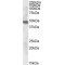 Aspartate Aminotransferase, Mitochondrial (GOT2) Antibody