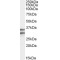 G Protein Coupled Receptor 3 (GPR3) Antibody