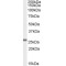 Glutathione Peroxidase 3 (GPX3) Antibody