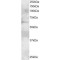 Growth Factor Receptor Bound Protein 7 (GRB7) Antibody