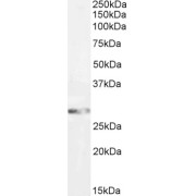 abx431314 (2 µg/ml) staining of Mouse Brain lysate (35 µg protein in RIPA buffer). Primary incubation was 1 hour. Detected by chemiluminescence.