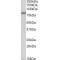 Potassium/Sodium Hyperpolarization-Activated Cyclic Nucleotide-Gated Channel 3 (HCN3) Antibody