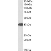 abx431320 (1 µg/ml) staining of Mouse Lung lysate (35 µg protein in RIPA buffer). Primary incubation was 1 hour. Detected by chemiluminescence.