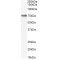 Hypermethylated In Cancer 1 Protein (HIC1) Antibody