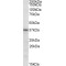 Heme Oxygenase 2 (HMOX2) Antibody