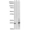 Homeobox Protein Hox-A1 (HOXA1) Antibody