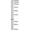 Homeobox Protein Hox-B9 (HOXB9) Antibody