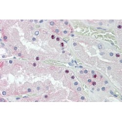 Homeobox Protein Hox-D10 (HOXD10) Antibody