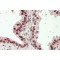 Homeobox Protein Hox-D13 (HOXD13) Antibody