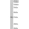 Protein Arginine N-Methyltransferase 2 (PRMT2) Antibody