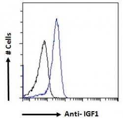Insulin Like Growth Factor 1 (IGF1) Antibody
