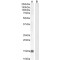 Insulin Like Growth Factor 1 (IGF1) Antibody