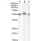 Lymphocyte Specific Protein 1 (LSP1) Antibody