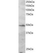 abx431360 staining (2 µg/ml) of Jurkat lysate (RIPA buffer, 30 µg total protein per lane). Primary incubated for 1 hour. Detected by chemiluminescence.