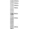 Interferon Regulatory Factor 2 (IRF2) Antibody