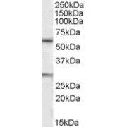 abx431372 (1 µg/ml) staining of Human Heart lysate (35 µg protein in RIPA buffer). Primary incubation was 1 hour. Detected by chemiluminescence.