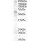 Importin Subunit Alpha-7 (KPNA6) Antibody