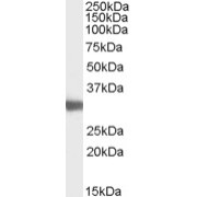 abx431383 (0.03 µg/ml) staining of Mouse Testis lysate (35 µg protein in RIPA buffer). Primary incubation was 1 hour. Detected by chemiluminescence.