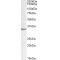 Lactate Dehydrogenase C (LDHC) Antibody